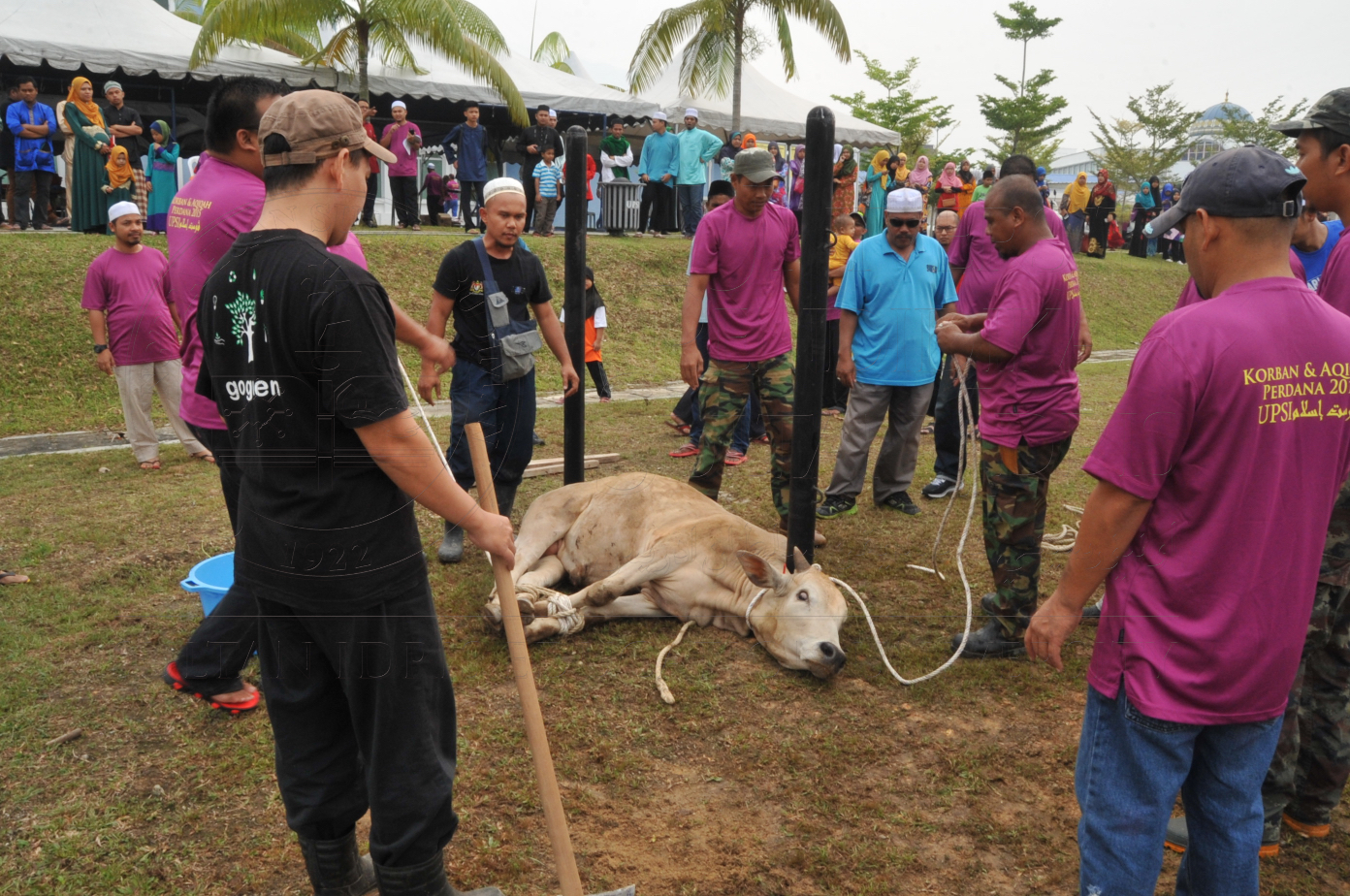 PRO15 150 KORBAN HAS 6691